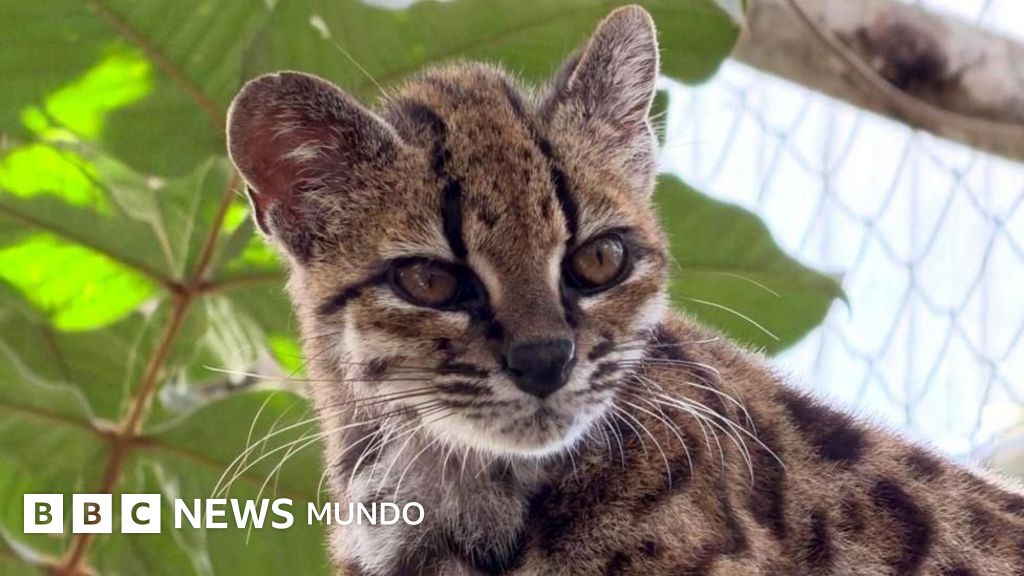 Descubren nueva especie de gato salvaje en Bolivia: el Leopardus tilcayo