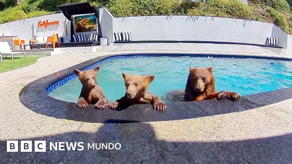 Vecinos de la naturaleza: la inusual convivencia entre una pareja y una familia de osos en California