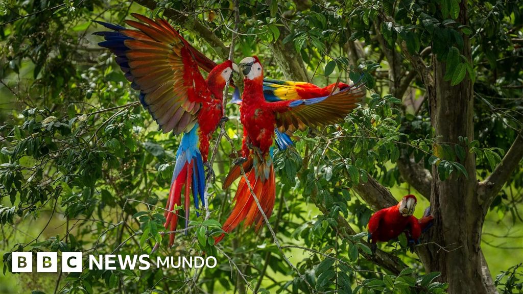 Científicos implementan estrategia de adopción para salvar a crías de guacamaya roja en Perú