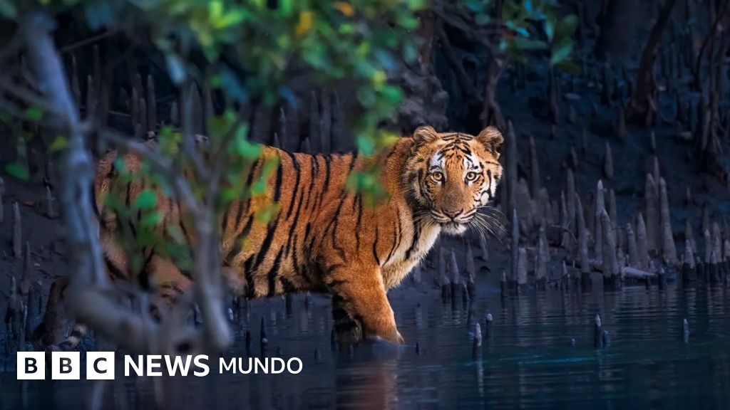 La belleza y fragilidad de los manglares: 13 imágenes que revelan su importancia global