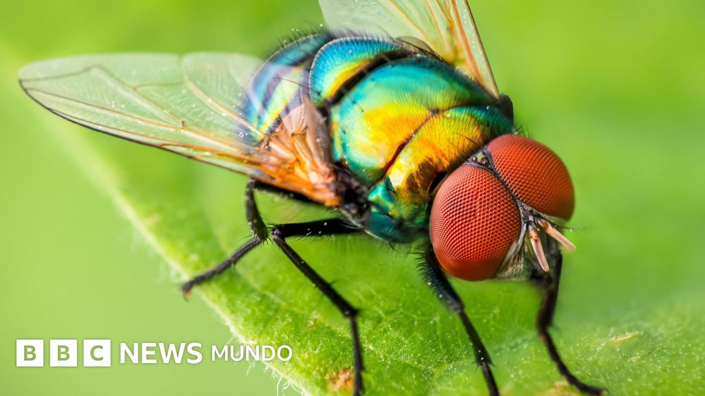 Mapeo cerebral de la mosca de la fruta: un avance clave para entender el comportamiento