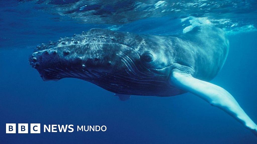 El canto de las ballenas: cómo una grabación de 1970 cambió el destino de una especie