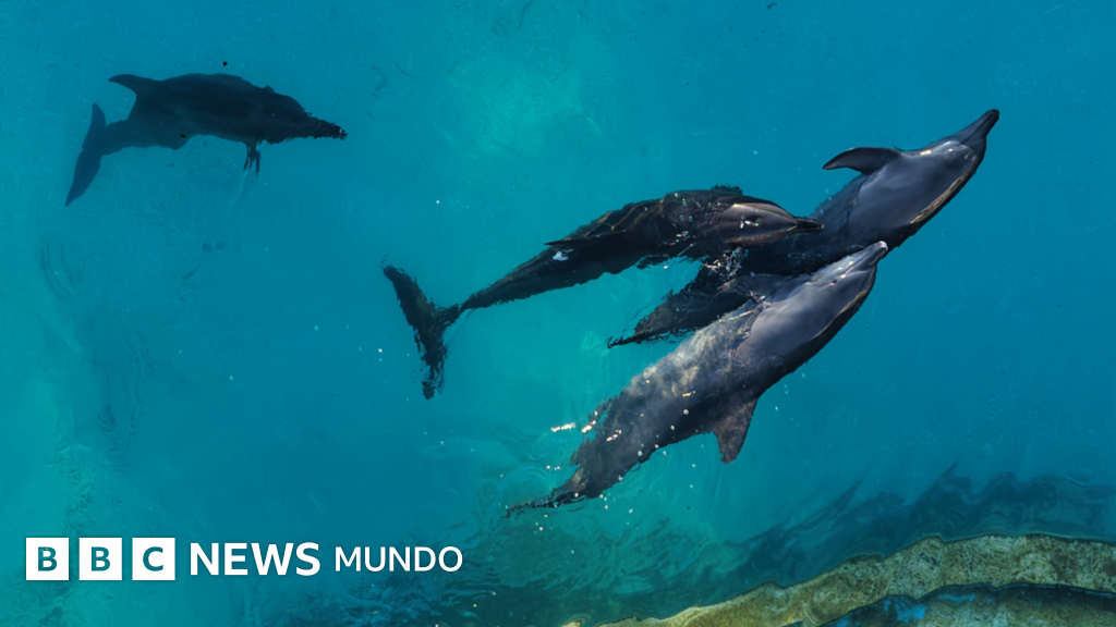 Delfines en Cancún: El limbo legal y sanitario de nueve ejemplares tras el cierre de un delfinario
