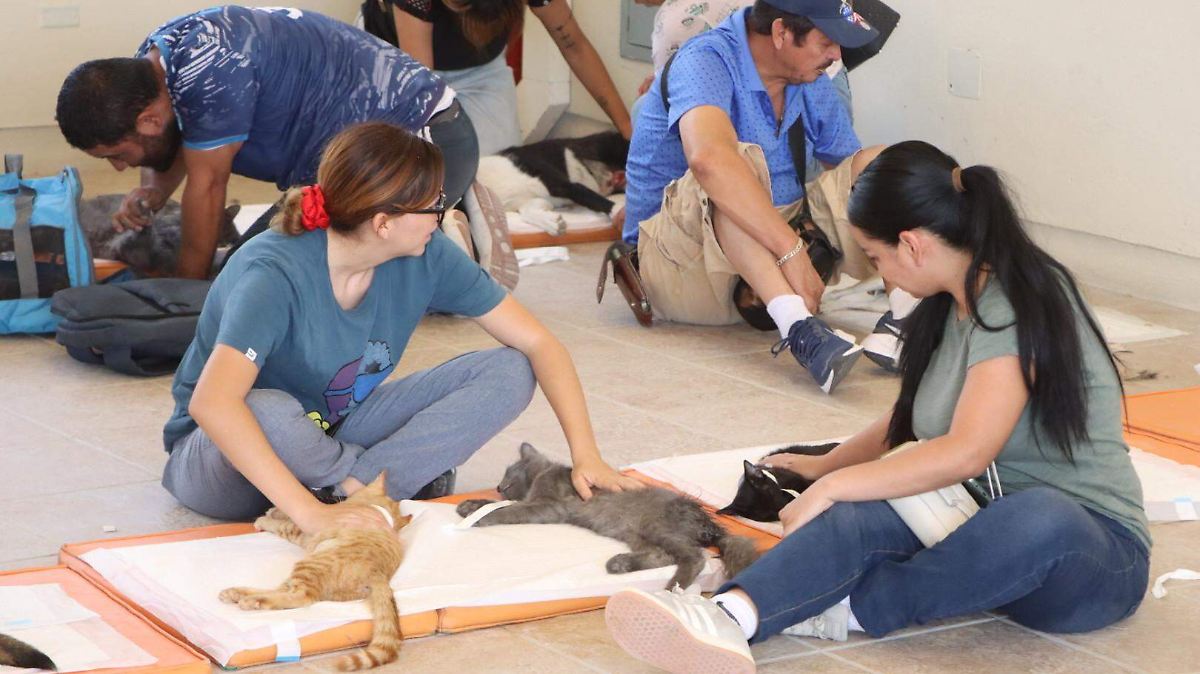 DABA intensifica control animal en Ciudad Juárez: más de 2 mil 400 esterilizaciones en agosto