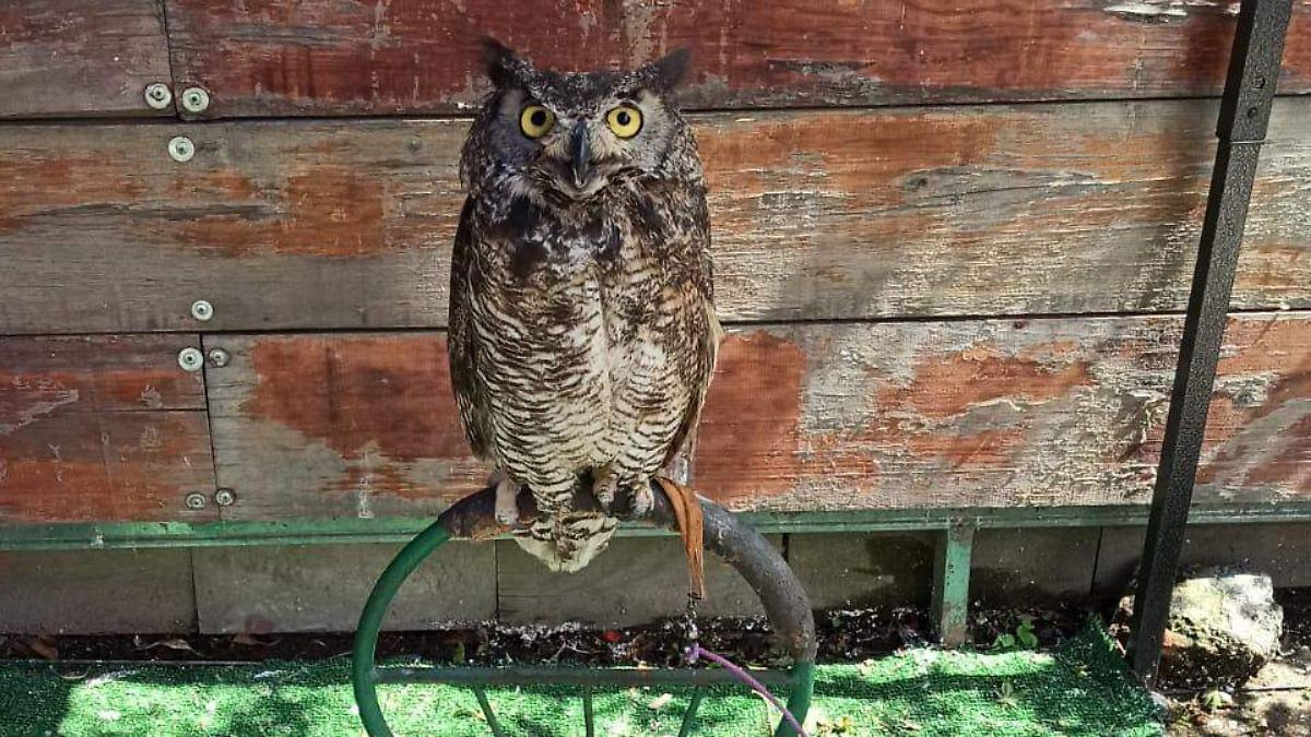 Avistamiento inusual: Captan a un búho cornudo en la Sierra de Juárez
