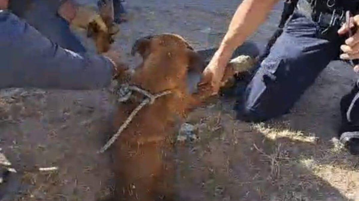 Personal de Limpia rescata a canino atrapado en alcantarilla de Parajes de San Isidro