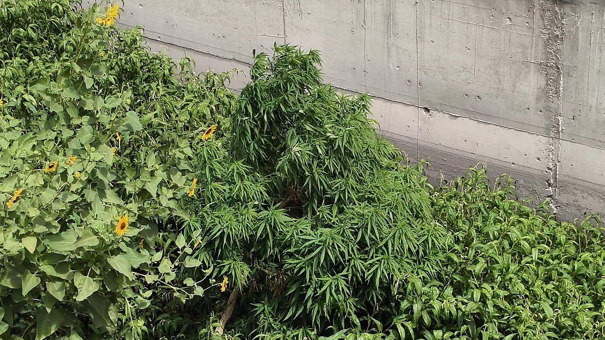 Autoridades localizan y aseguran tres plantas de marihuana en el Dren 2A