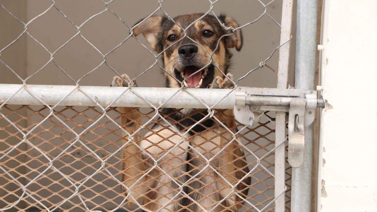 Baja tasa de recuperación: solo 3 de cada 10 mascotas rescatadas en Ciudad Juárez son reclamadas