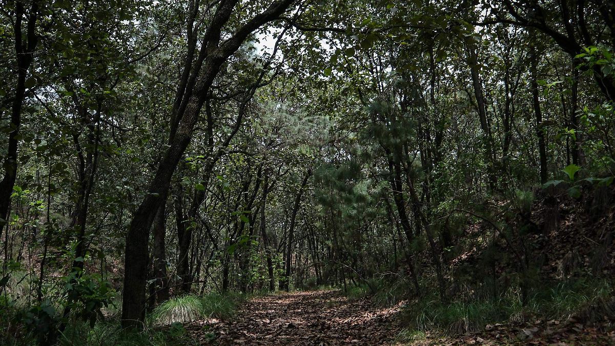 Reactivan proyecto geotérmico en el Bosque de La Primavera con inversión federal de 46.6 mdp