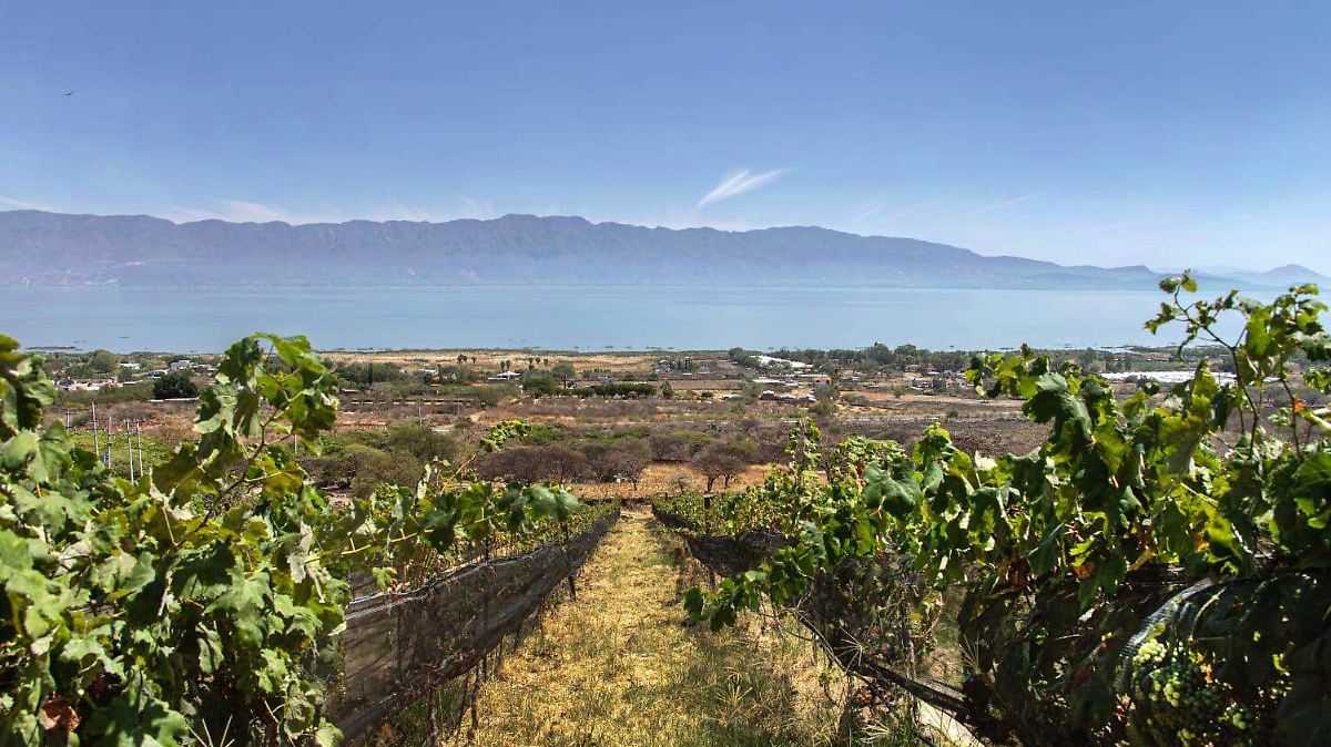 Cava Chalupo: El nuevo destino vitivinícola que transforma la ribera de Chapala