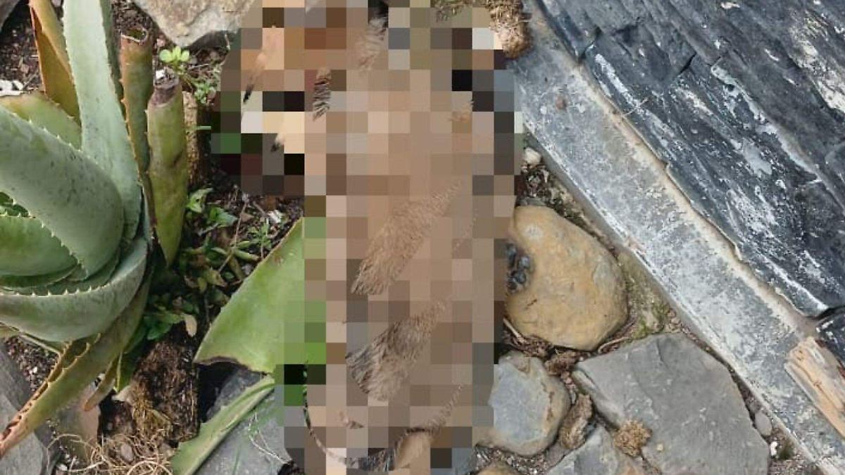 Detienen a hombre en El Salto por presunto maltrato animal contra un cachorro