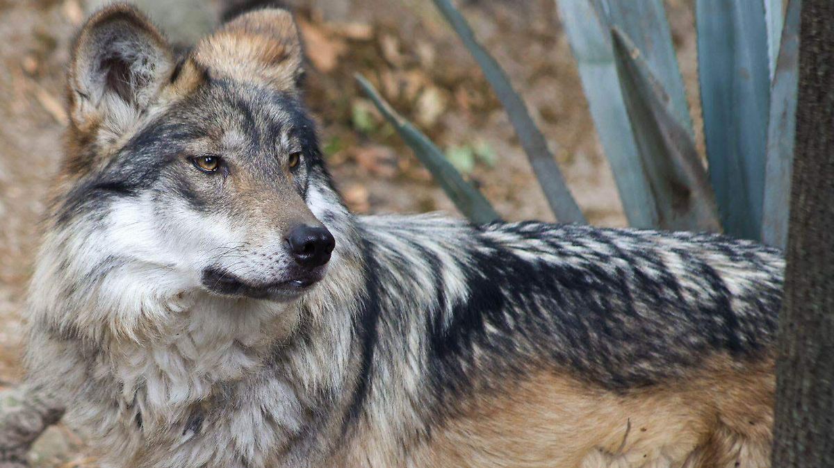 La preservación del lobo mexicano sigue siendo una prioridad crítica para el país