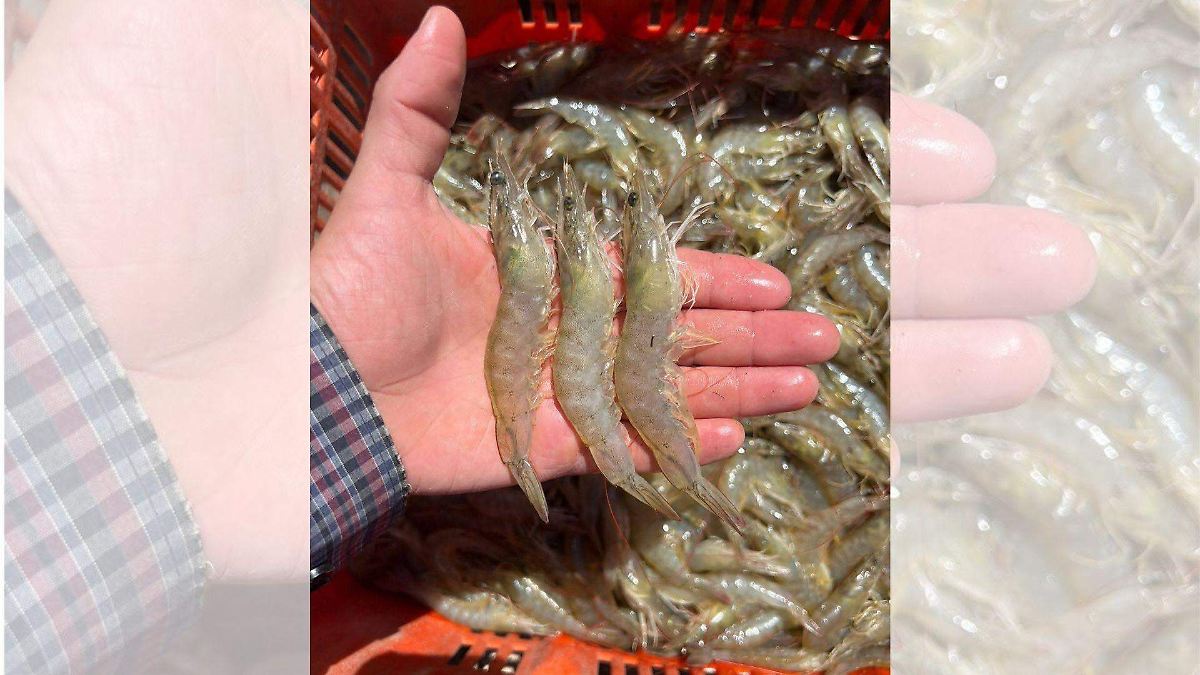 Denuncian saqueo ilegal de 30 toneladas de camarón diarias en Nayarit