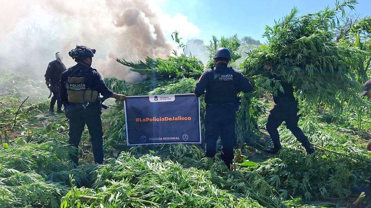 Erradican plantíos de marihuana en Tequila: destruyen 144 mil ejemplares ocultos en cultivos de maíz