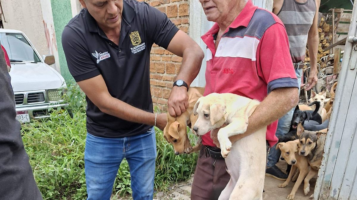 Rescatan a 43 perros en condiciones de maltrato en Tlaquepaque