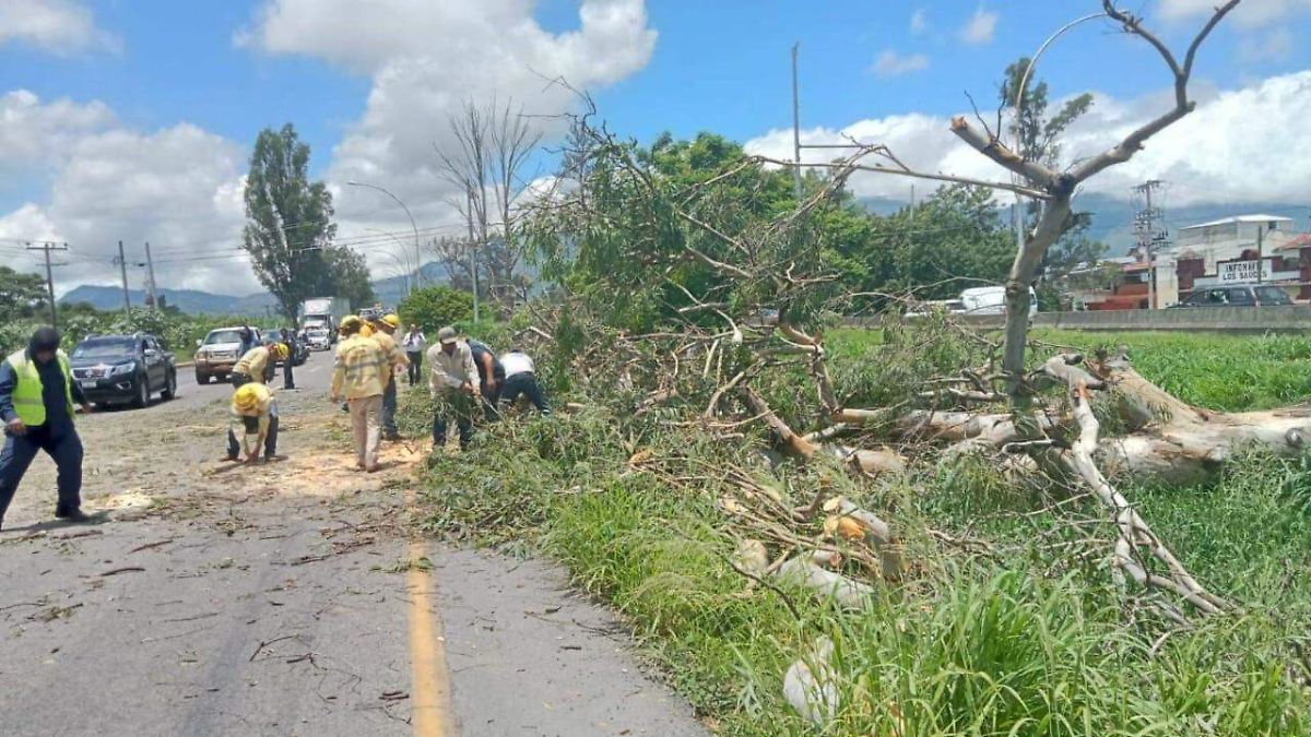 Imponen sanciones a 20 personas en Tepic por poda y tala ilegal de árboles