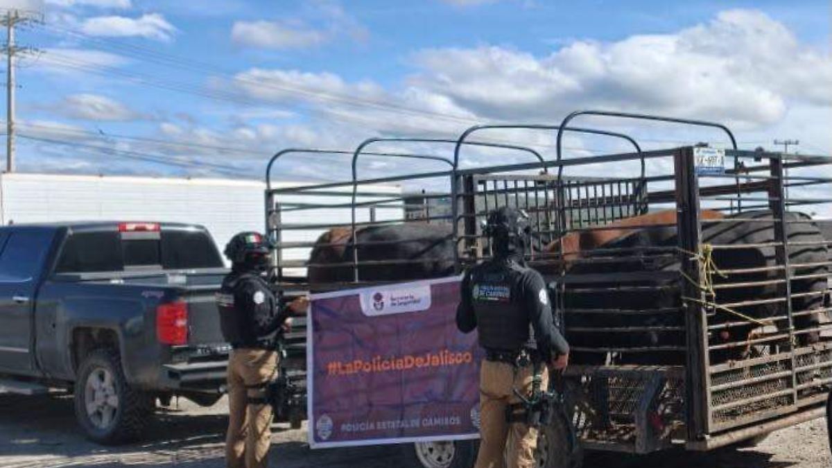 Autoridades aseguran cabezas de ganado en Lagos de Moreno