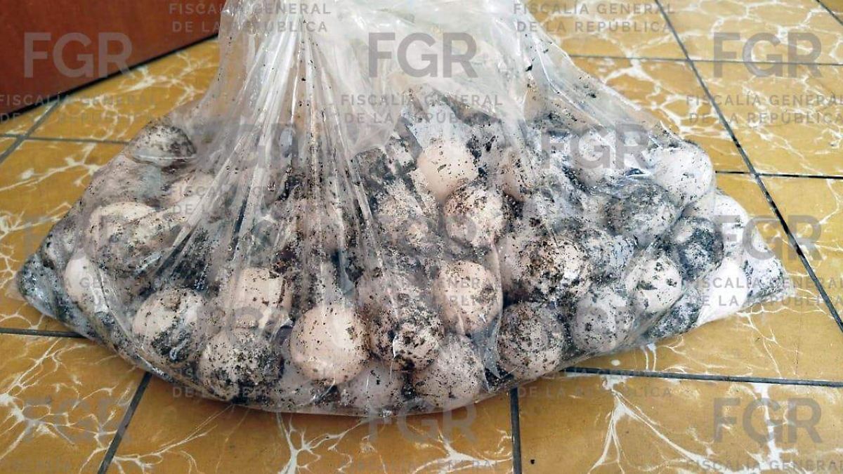 Detienen a sujeto con 125 huevos de tortuga marina en Cihuatlán, Jalisco