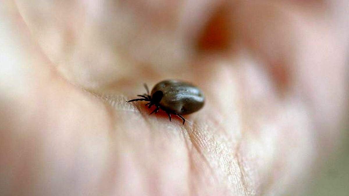 IMPAS emite alerta preventiva por casos de rickettsiosis en Chihuahua