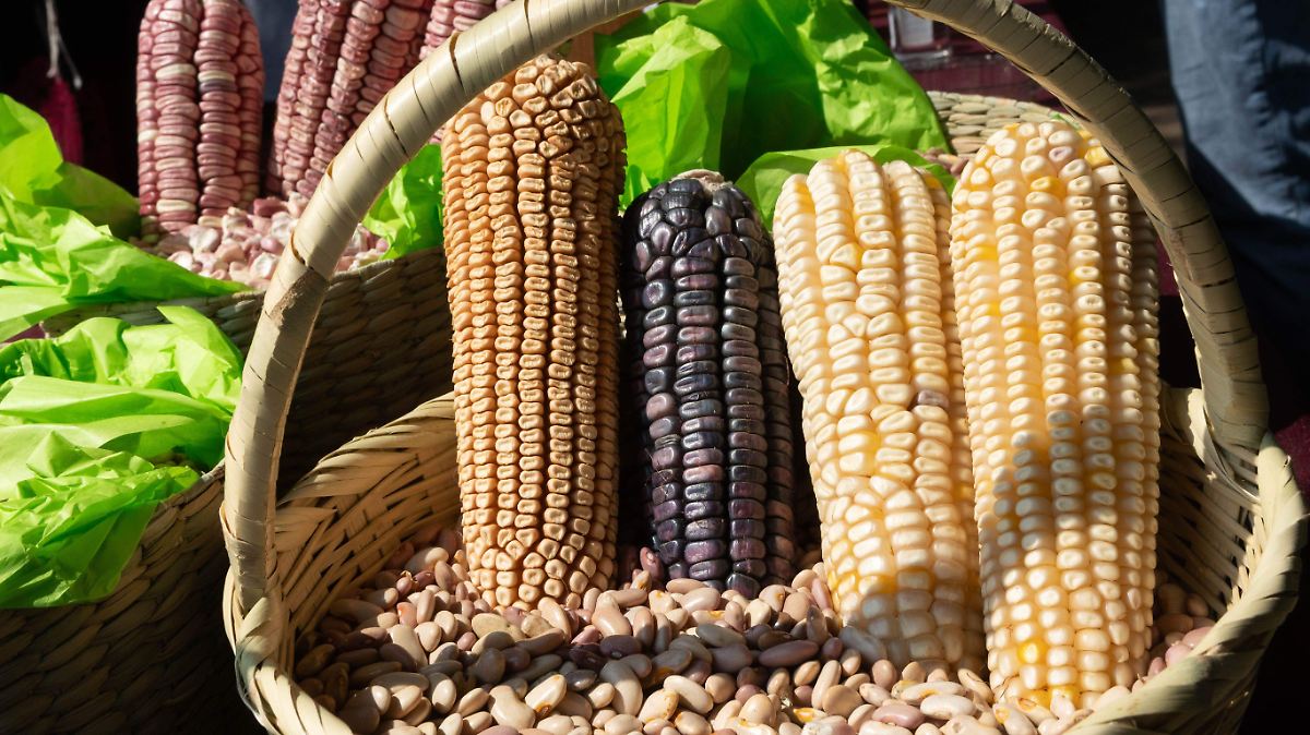 El patrimonio genético de México: las 59 razas de maíz nativo como pilar de la seguridad alimentaria