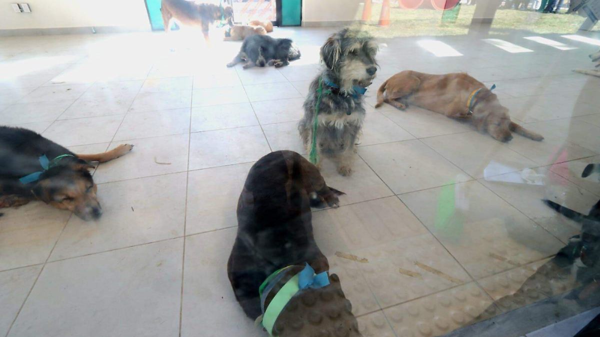 Fundación Antonio Haghenbeck señala al Refugio Franciscano tras retorno de 156 perros
