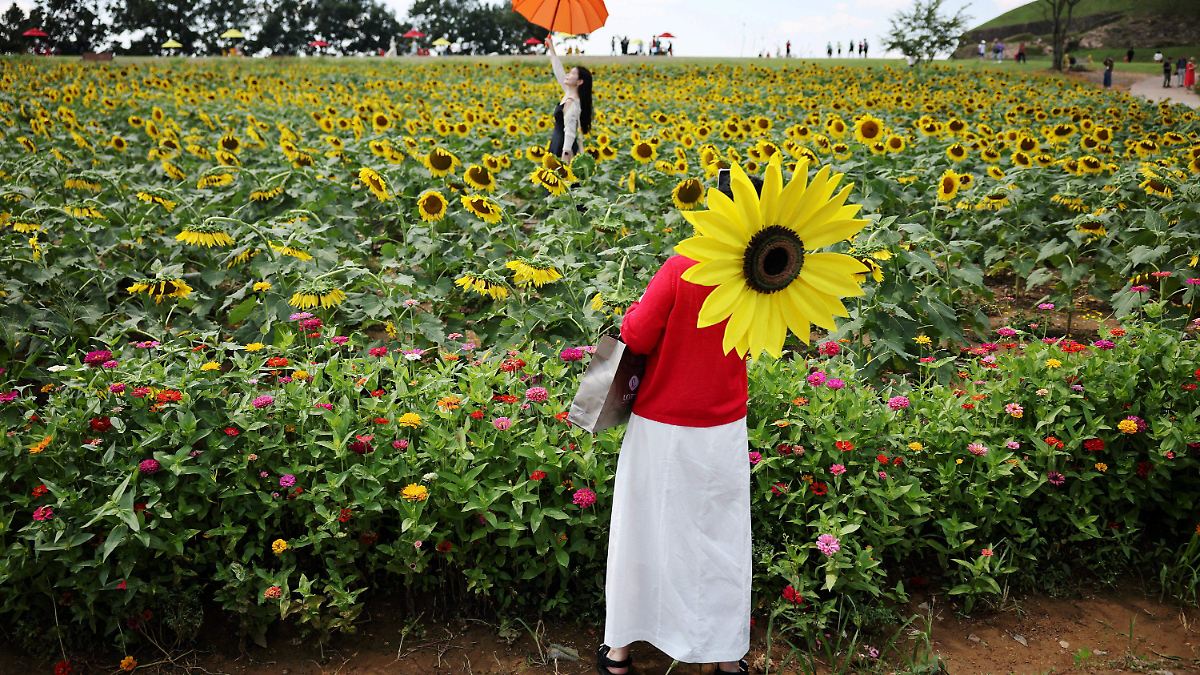 Entre girasoles y esperanza: el festival que busca la paz cerca de la frontera coreana