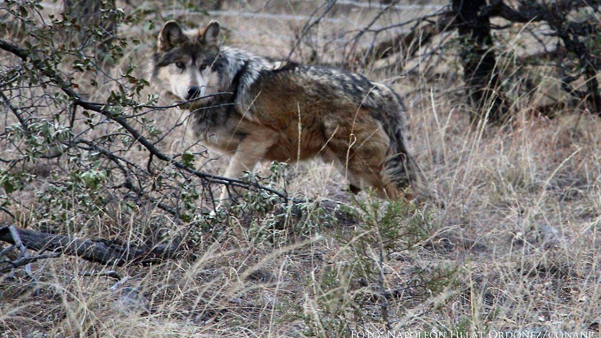 Sheinbaum enfatiza la urgencia de proteger al lobo mexicano ante políticas de Trump
