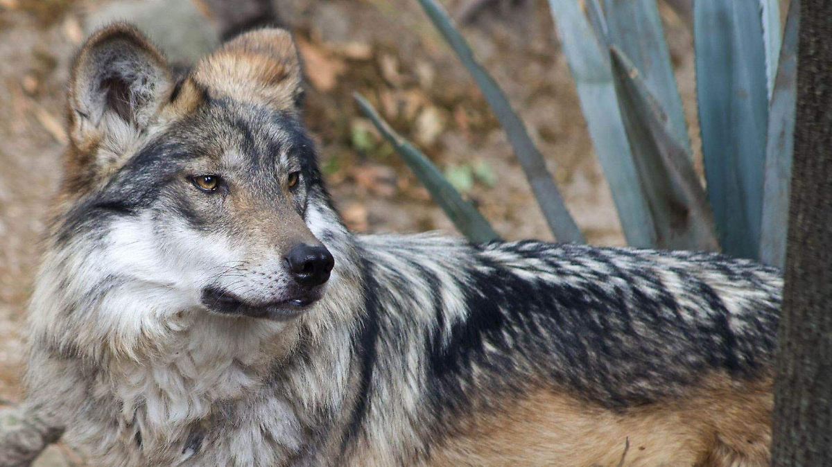El lobo mexicano: medio siglo de lucha por la supervivencia ante la amenaza de perder su protección
