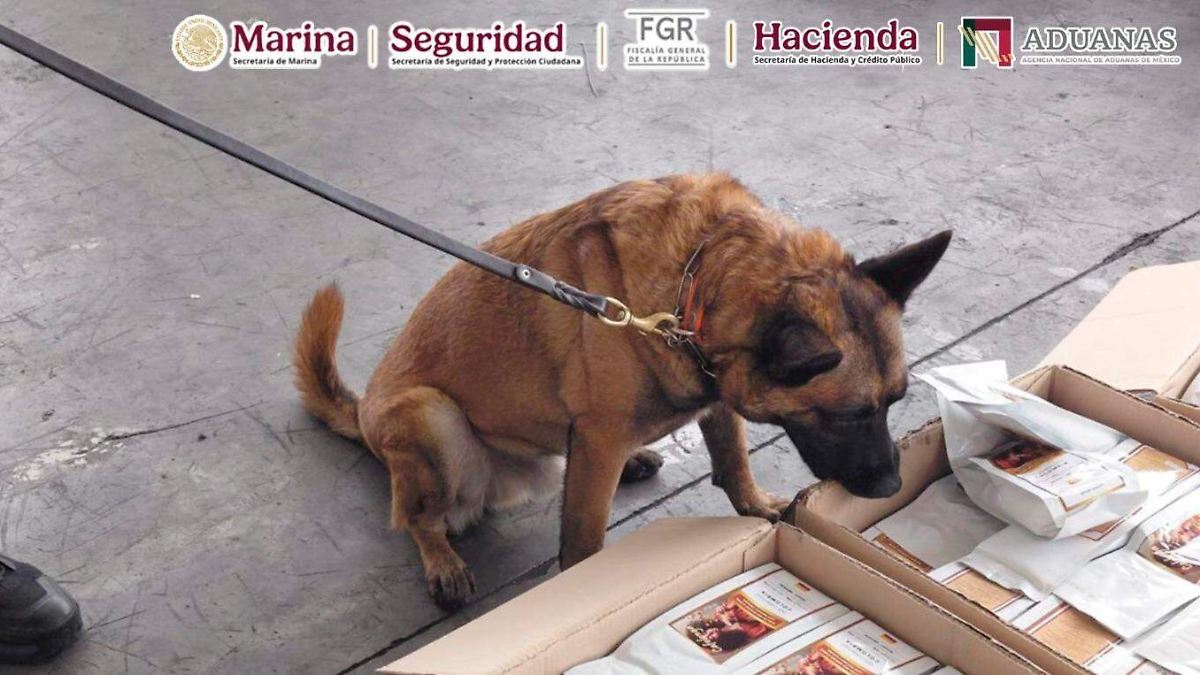Detectan más de una tonelada de cocaína oculta en cargamento de café en el AICM