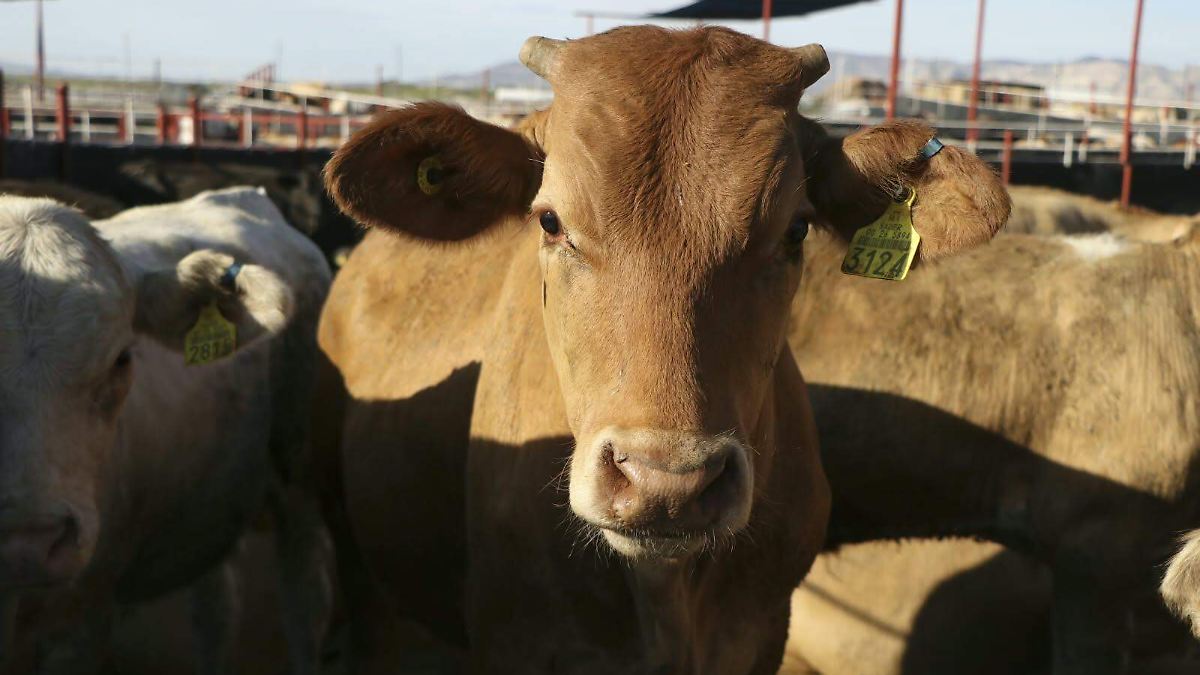 Reanudan exportación de ganado por el cruce de San Jerónimo, Chihuahua