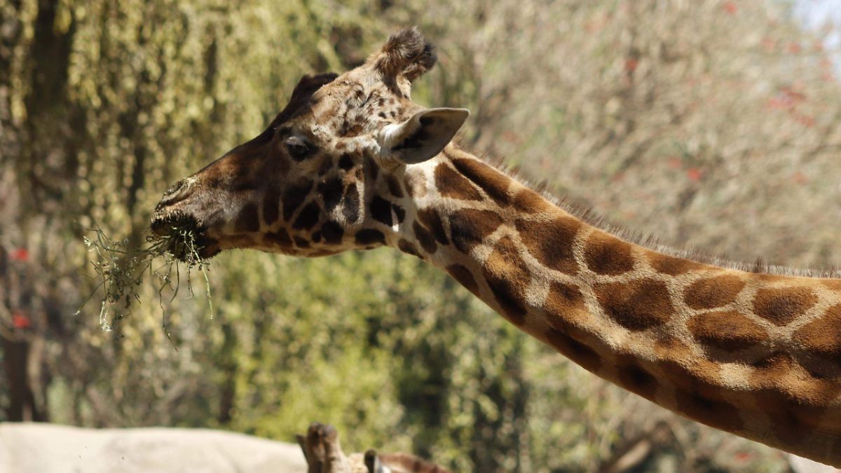 Fallece Fortunata, la jirafa emblemática del Zoológico de Chapultepec