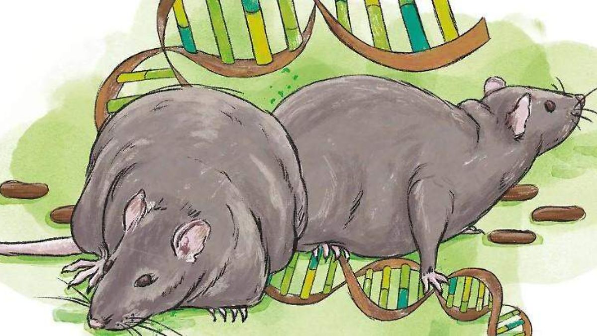 Detectan en ratas de la CDMX virus vinculado al desarrollo de la obesidad