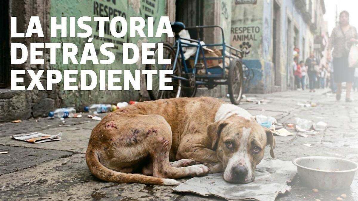 Sentencian a prisión a agresor de Samba, víctima de maltrato animal en México
