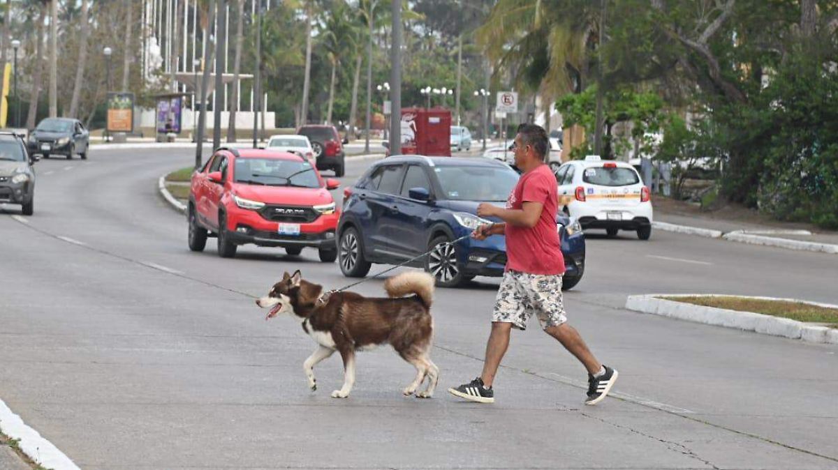 Arranca campaña gratuita de vacunación antirrábica para mascotas en Tampico