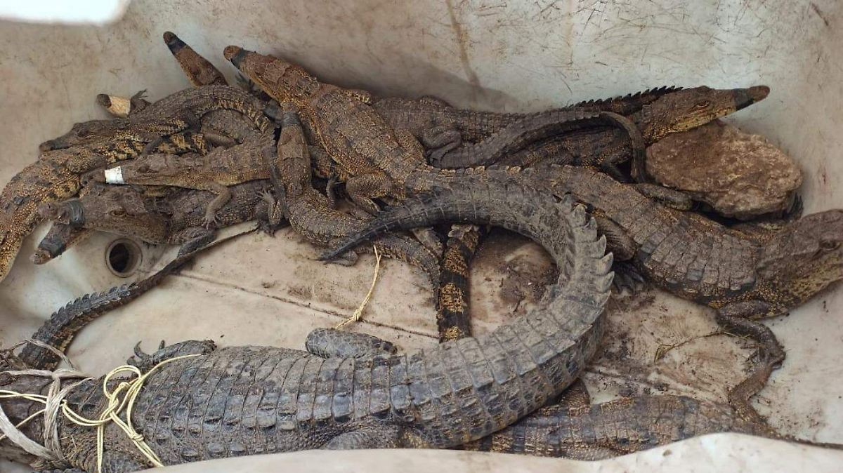 Alerta en Ciudad Madero: Aumenta la presencia de crías de cocodrilo tras temporada de anidación