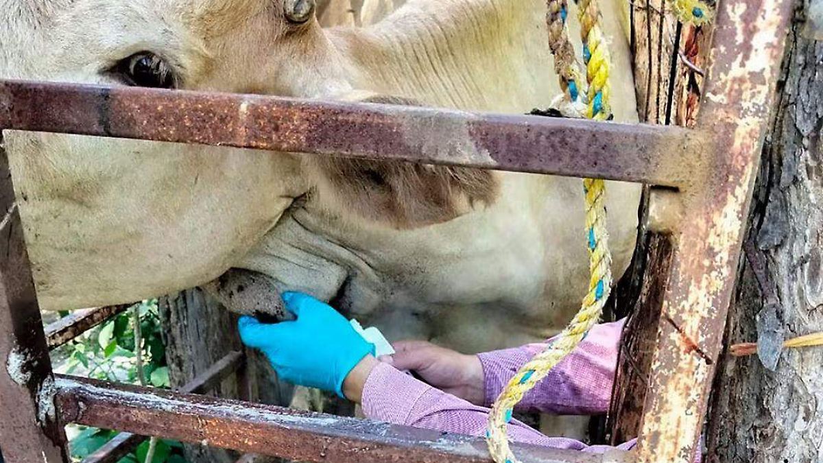 Tamaulipas registra 14 casos activos de gusano barrenador; alertan por posible cifra negra en Altamira