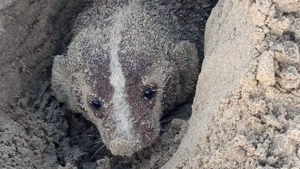 Avistamiento de tlalcoyote en Playa Bagdad: una especie bajo amenaza en Tamaulipas