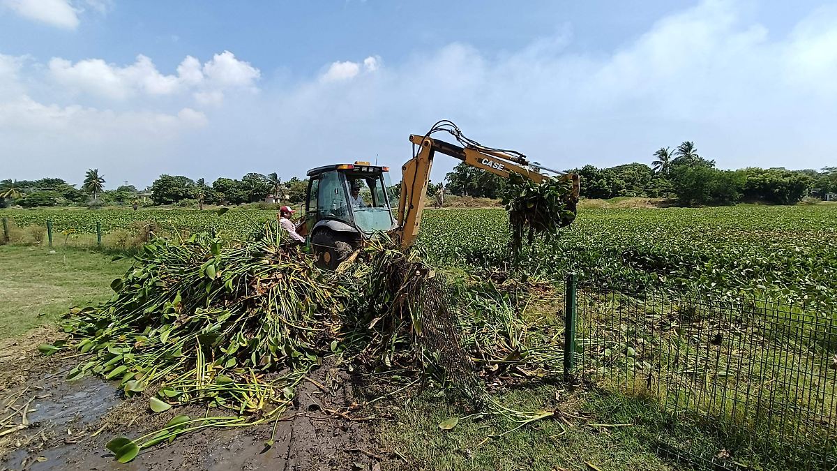 Retiran ocho toneladas de lirio acuático en Ciudad Madero para mejorar captación pluvial