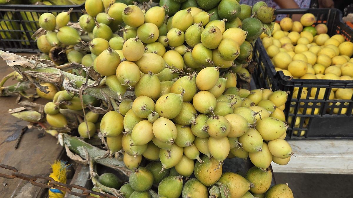 La huapilla: el fruto silvestre que preserva la tradición en Pueblo Viejo