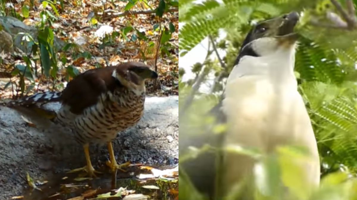 Llaman a proteger al halcón selvático de collar en la Reserva de El Cielo