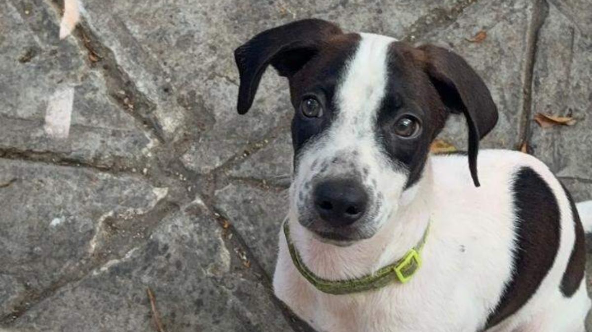 Fray, el canino que pasó de vagar en el Parque Fray Andrés de Olmos a ser parte de una familia en Tampico
