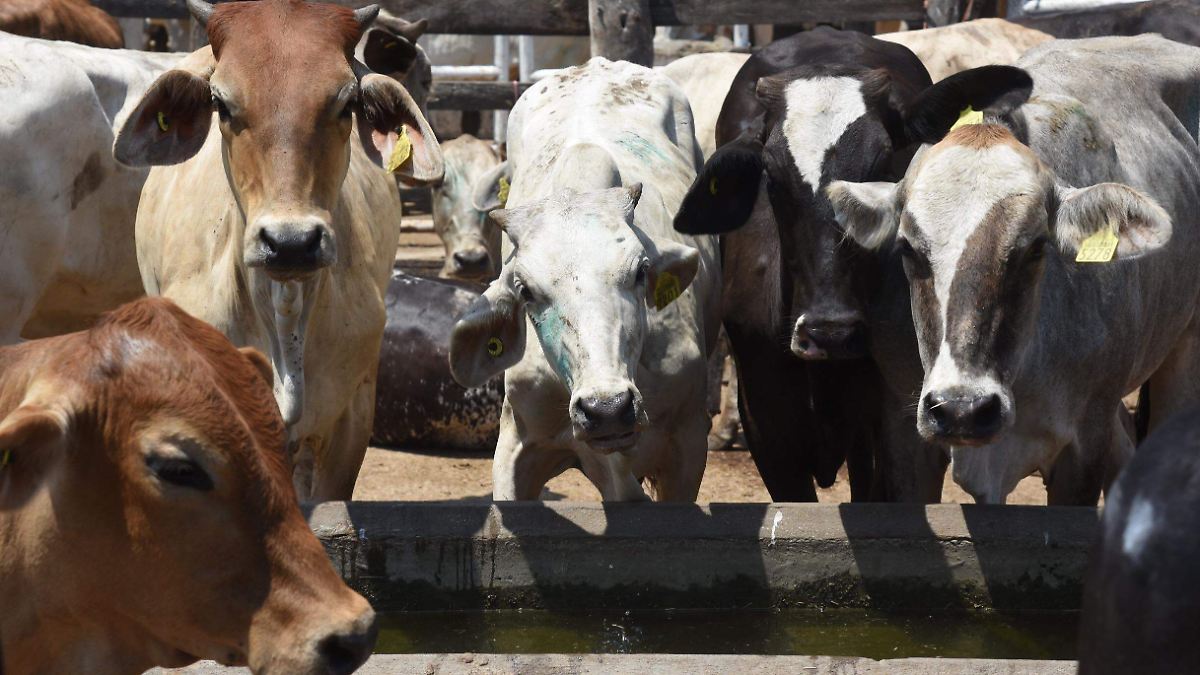 Tamaulipas recortará presupuesto para combatir el gusano barrenador y la tuberculosis bovina en 2027