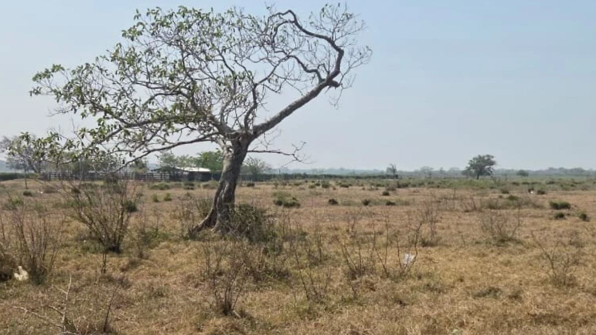 Sequía crítica en el norte de Veracruz: presas vacías ponen en riesgo al campo y al ganado