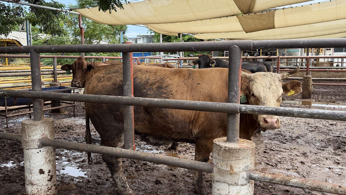 Detectan ganado con tuberculosis en el Rastro de Tampico; provenía de Nuevo León
