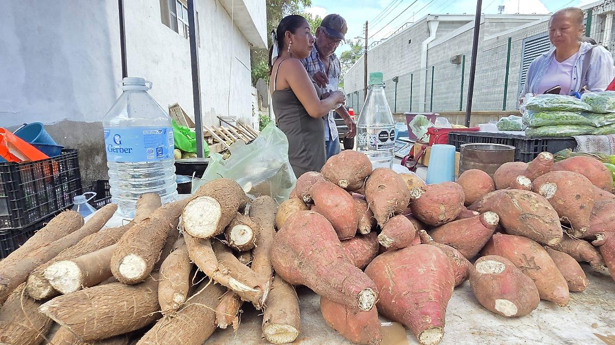 Yuca y camote: la tradición del campo veracruzano llega a los mercados de Pueblo Viejo