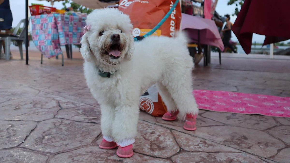 Altamira prepara jornada de adopción de mascotas para este lunes