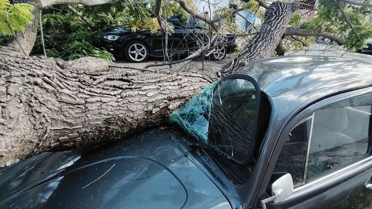 Caída de árbol en la colonia Lindavista de Tampico daña dos vehículos y corta el suministro eléctrico