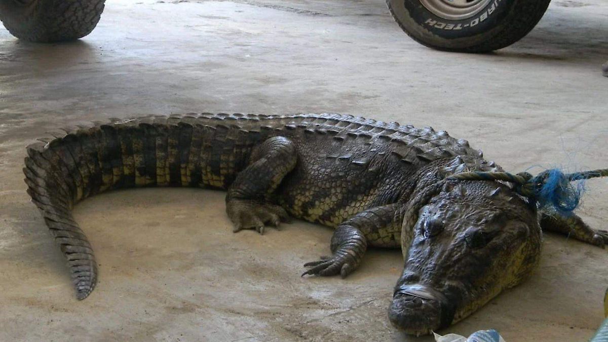 Congreso de Tamaulipas exige medidas ante la presencia de cocodrilos en Mante y Gómez Farías