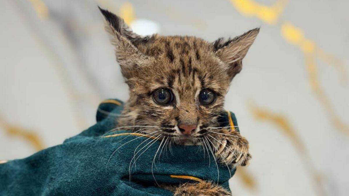 Rescatan a cría de lince americano en Reynosa, Tamaulipas