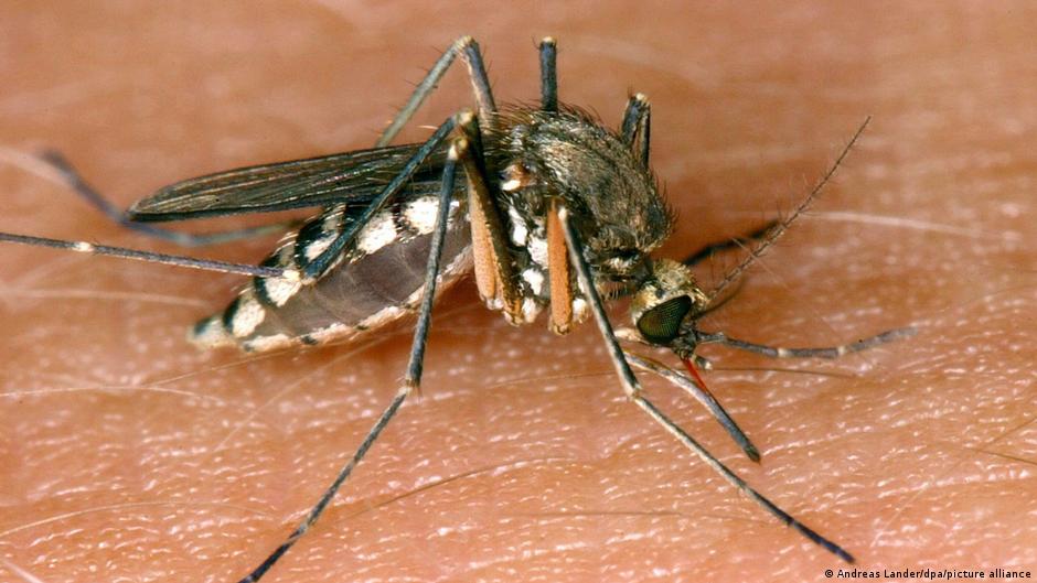 Europa enfrenta un repunte crítico del virus del Nilo Occidental con 79 fallecimientos